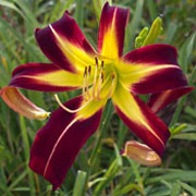 Flaming Tarantula Daylily